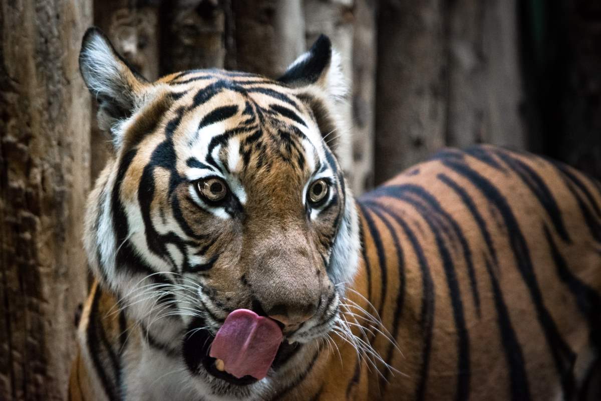 hungriger Tiger