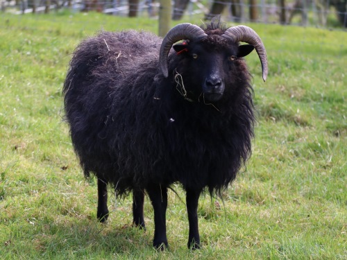 Schaf mit schwarzer Wolle